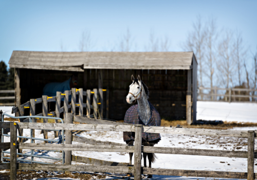 horse in wintry stable snow covered ground and fence